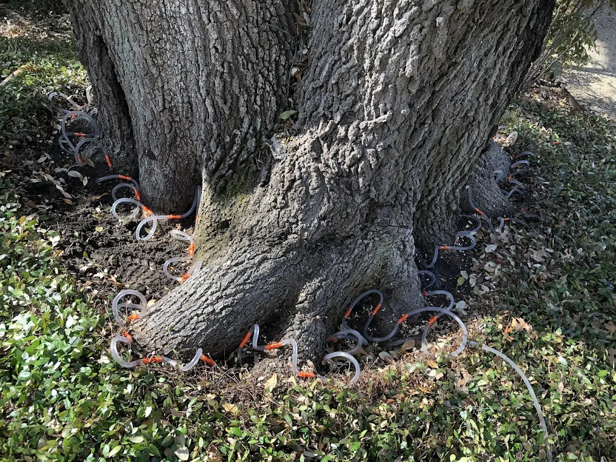 Detailed Tree Cabling and Bracing job site in New Germany