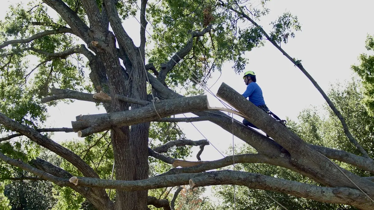 Professional Hazardous Tree Removal performed by certified arborists in New Germany